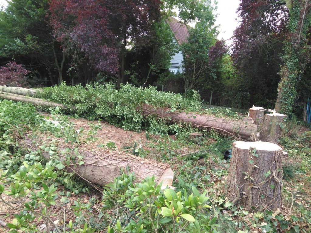 Bomen die gekapt zijn op een bouwgrond.