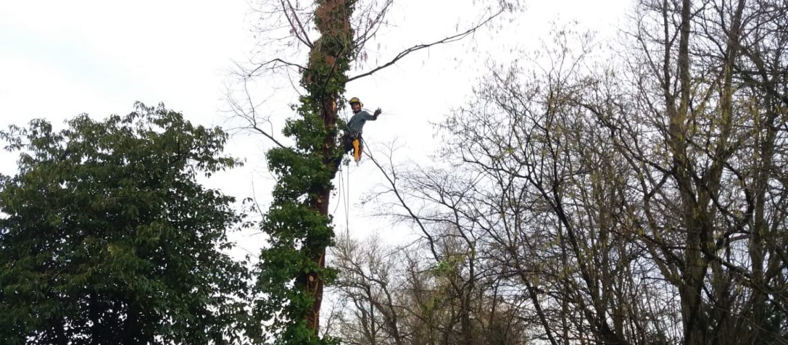 Takken afzagen en kroon uit de boom zagen.